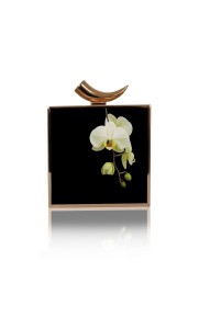 Kamilah Willacy AHNA-white  orchidpp
